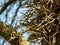 Large Honey Locust Thorns. Needles, thorns. Camel thorns