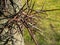 Large Honey Locust Thorns. Needles, thorns. Camel thorns