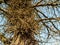 Large Honey Locust Thorns. Needles, thorns. Camel thorns