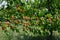 Large horizontal branches with apricots