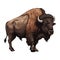 Large horned bison mammal