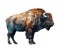 Large horned bison, vector icon