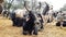 Large Horned Black Bull Sitting In A Forest Of India. Background Green Trees.