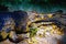 Large horned crocodile is opening its mouth