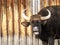 Large horned dirty dark bull