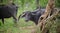 Large horned wild water buffalo at Yala national park, one twisted horn growing downwards while the other horn grow upwards