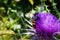 Large hornet pollinates the thistle flower over a background of green herbs and grass.