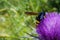 Large hornet pollinates the thistle flower over a background of green herbs and grass. Biotic pollination using living organisms