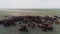 Large horse herd gallop on the steppe and cowboy aerial view