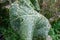 A large horseradish leaf is damaged by slugs and cruciferous fleas. Damage to plants is caused by pests of the garden