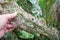 A large horseradish leaf is damaged by slugs and cruciferous fleas. Damage to plants is caused by pests of the garden