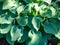 Large hosta (hybrid of Hosta nigrescens) \\\'Krossa Regal\\\' with smooth, widely-veined, blue to gray leaves