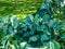 Large hosta (hybrid of Hosta nigrescens) \\\'Krossa Regal\\\' with smooth, widely-veined, blue to gray leaves