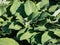 Large hosta (hybrid of Hosta nigrescens) \\\'Krossa Regal\\\' with smooth, widely-veined, blue to gray leaves