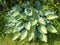 Large Hosta plant variety June in a garden