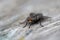 A large housefly sits on an old wooden surface. Macro photography and selective focus.