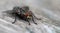 A large housefly sits on an old wooden surface. Macro photography and selective focus.