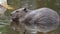 A large huge beaver in a pond eats bark from a tree and then swims for new prey. A gnarled tree peeks out from the water