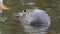 A large huge beaver in a pond eats bark from a tree and then swims for new prey. A gnarled tree peeks out from the water.