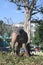 A large huge and young elephant standing near a tree.