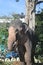 A large huge and young elephant standing near a tree.