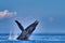 Large humpback whale enthusiastically breaching with pectoral fin extended.