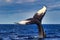 Large humpback whale enthusiastically waving its tail.