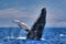 Large humpback whale exhibiting the behavior of breaching.