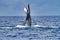 Large humpback whale exhibiting the behavior of tail slapping.