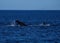 Large Humpback whale rolling around while it`s baby is tail lobing