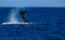 Large Humpback whale tail lobing