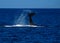 Large Humpback whale tail lobing