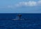 Large Humpback whale tail lobing