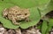 A large hunting Common Toad Bufo Bufo sitting on a leaf.