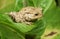 A large hunting Common Toad Bufo Bufo sitting in the leaves of a plant hunting for food.