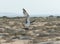 Large hunting osprey bird in flight