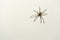 Large huntsman spider on white concrete wall background, with copy space