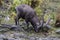 Large ibex in the woods feeding