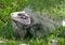 Large Iguana in Caribbean