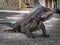 Large Iguana on Concrete Ground, Spiky and Colorful