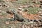 Large Iguana Hiding Withing Desert Rocks