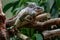 A large iguana lies belly on a branch in a zoo.