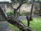 A large iguana is lying on a tree branch