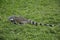 Large Iguana resting on green grass outdoors