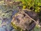 A large iguana sits on a rock next to a marshy pond