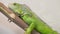 A large iguana sitting motionless on a branch in the aviary.