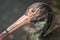 The large image of a black stork