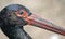 The large image of a black stork