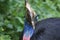The large image of cassowary