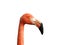The large image of a red flamingo